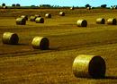 Hay Bales